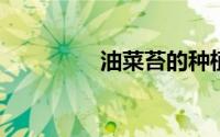 油菜苔的种植方法和时间