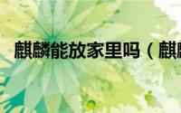 麒麟能放家里吗（麒麟能不能放家里的吗）