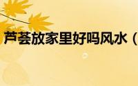 芦荟放家里好吗风水（摆放芦荟的注意事项）