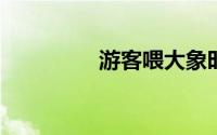 游客喂大象时被卷起暴摔
