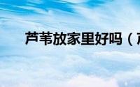芦苇放家里好吗（芦苇放家里好不好）