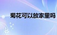 菊花可以放家里吗（菊花能放家里吗）