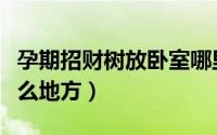 孕期招财树放卧室哪里（孕期招财树放卧室什么地方）