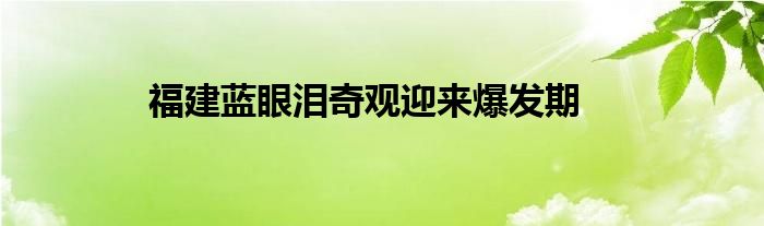 福建蓝眼泪奇观迎来爆发期
