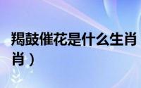 羯鼓催花是什么生肖（圆鼓圆鼓的动物解一生肖）