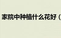 家院中种植什么花好（家院中种植哪些花好）
