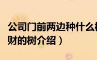 公司门前两边种什么树旺财（公司门前两边旺财的树介绍）