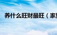 养什么旺财最旺（家里养什么花旺人旺财）