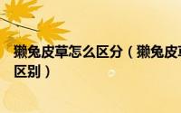 獭兔皮草怎么区分（獭兔皮草和草兔皮草哪个好有没有什么区别）
