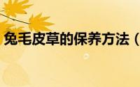 兔毛皮草的保养方法（獭兔毛皮草怎么保养）