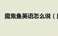 魔鬼鱼英语怎么说（魔鬼鱼用英语怎么说）