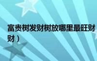 富贵树发财树放哪里最旺财（富贵树发财树放什么位置最旺财）