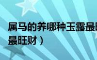 属马的养哪种玉露最旺财（属马人养什么植物最旺财）