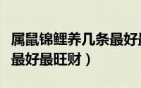 属鼠锦鲤养几条最好最旺财（属鼠锦鲤养几条最好最旺财）