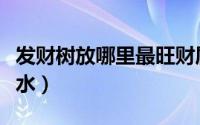 发财树放哪里最旺财属马（属马发财树摆放风水）