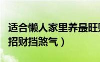 适合懒人家里养最旺财挡煞的绿植（什么植物招财挡煞气）