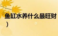 鱼缸水养什么最旺财（鱼缸水养什么能够旺财）