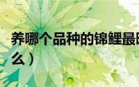 养哪个品种的锦鲤最旺财（最旺财的锦鲤是什么）