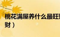 桃花满屋养什么最旺财（家里养哪些植物最旺财）