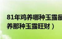 81年鸡养哪种玉露最旺财（81年属鸡的选择养那种玉露旺财）