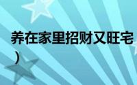 养在家里招财又旺宅（养在家里的植物有什么）