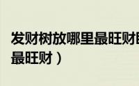 发财树放哪里最旺财卧室（发财树放卧室哪里最旺财）