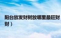阳台放发财树放哪里最旺财（阳台放发财树放什么地方最旺财）