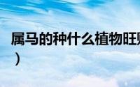 属马的种什么植物旺财（属马种哪些花最旺财）