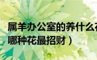 属羊办公室的养什么花最旺财（属羊办公室养哪种花最招财）