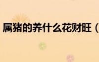属猪的养什么花财旺（属猪的养哪种花旺财）