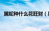 属蛇种什么花旺财（属蛇种哪种花最旺财）