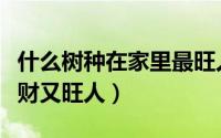 什么树种在家里最旺人旺财（家里种什么树旺财又旺人）