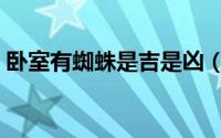 卧室有蜘蛛是吉是凶（卧室有蜘蛛是吉兆吗）