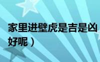 家里进壁虎是吉是凶（家里进壁虎是好还是不好呢）