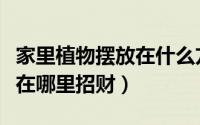 家里植物摆放在什么方位旺财（家里植物摆放在哪里招财）