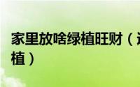 家里放啥绿植旺财（适合摆放在家里旺财的绿植）