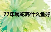77年属蛇养什么鱼好（属蛇养哪种鱼最佳）