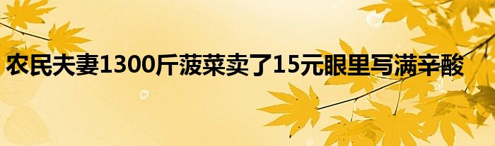 农民夫妻1300斤菠菜卖了15元眼里写满辛酸