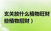 玄关放什么植物旺财（玄关柜子上可以摆放哪些植物招财）