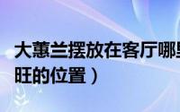 大蕙兰摆放在客厅哪里最旺（大蕙兰摆客厅最旺的位置）