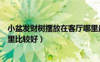 小盆发财树摆放在客厅哪里最旺（小盆发财树摆放在客厅哪里比较好）