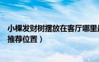 小棵发财树摆放在客厅哪里最旺（小棵发财树摆放在客厅的推荐位置）