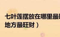 七叶莲摆放在哪里最旺财（七叶莲摆放在什么地方最旺财）