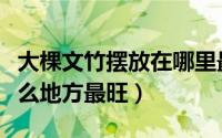 大棵文竹摆放在哪里最旺（大棵文竹摆放在什么地方最旺）