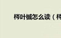 梣叶槭怎么读（梣叶槭的拼音介绍）