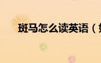 斑马怎么读英语（如何英语表达斑马）