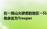 在一场山火肆虐的地区一只小狗被从废墟中拉出救援人员将他命名为Trooper
