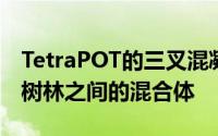 TetraPOT的三叉混凝土外壳是人工防御与红树林之间的混合体