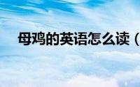 母鸡的英语怎么读（如何英语表达母鸡）