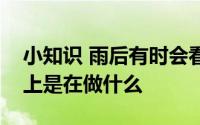 小知识 雨后有时会看到不少蜗牛爬到水泥墙上是在做什么